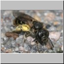 Lasioglossum sexstrigatum - Furchenbiene 02 5mm.jpg